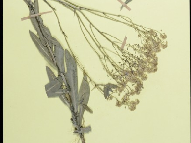 Boryt barvířský (Isatis tinctoria), Dolní Beřkovice, 26.5.1979, leg. J. Hadinec et al.