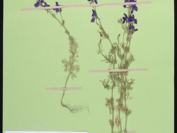 Ostrožka východní (Consolida orientalis), České středohoří, 13.6.2009, leg. Jar. Rydlo.