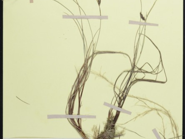Ostřice bažinná (Carex limosa), Šumava, 27. 6. 1991, leg. J. Michálek, Č. Ondráček, Jar. Rydlo.