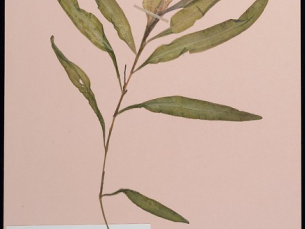 Rdest alpský (Potamogeton alpinus), Kokořínský důl, 9. 8. 1985, leg. Jar. Rydlo.