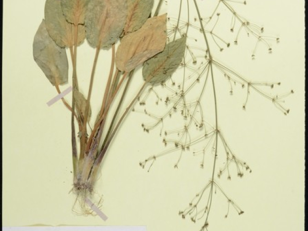 Žabník jitrocelový (Alisma plantago-aquatica), Velký Osek, 19. 8. 1998, leg. Jar. Rydlo.