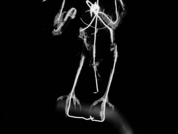 Rentgenový snímek preparovaného ptáka, který odhalil značně poškozenou drátěnou konstrukci.