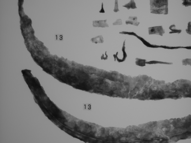Archeologický průzkum Libčice 1982 Pozitiv.