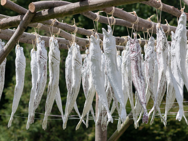 Foto Pavel  Matoušek 