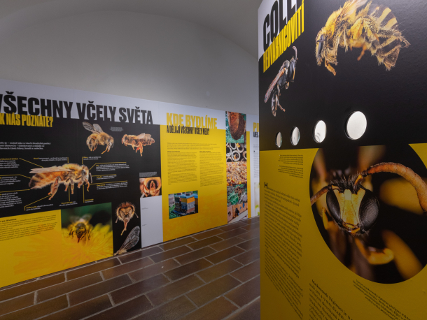 Výstava Včela