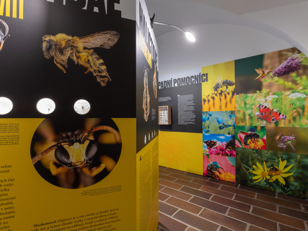 Výstava Včela