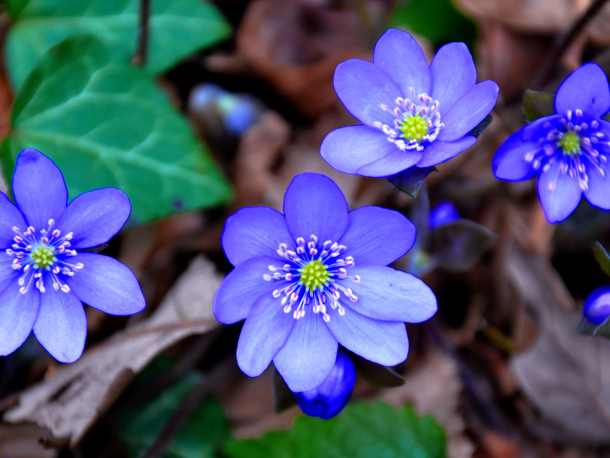Přírodovědecké procházky do Tichého údolí