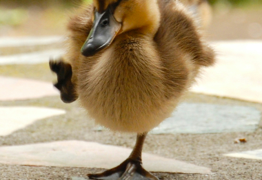 Divadélko Kvítko_Káče